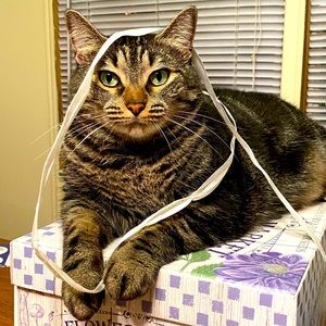 Meet your Posher, Michella